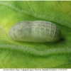 lyc tityrus pupa1 volg